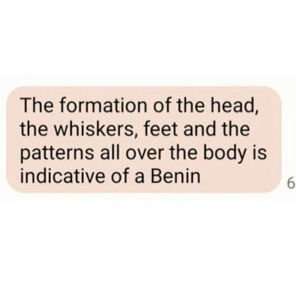 VTG African Rare Vintage Bronze Benin Tiger/Warthog Sculpture - Picture 13 of 15